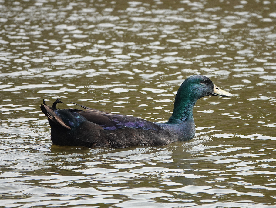 Black duck