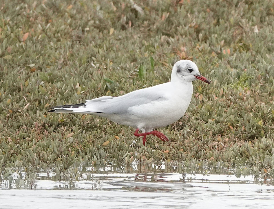 Black headed non breeding gull