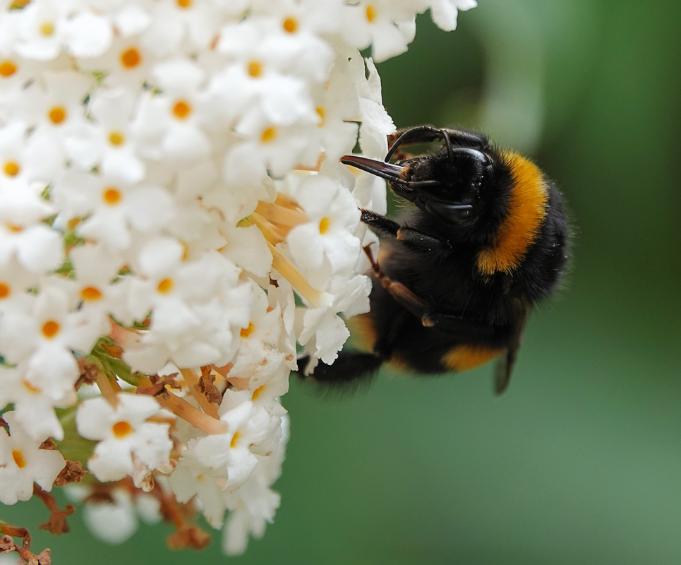 Buff tailed bumble bee