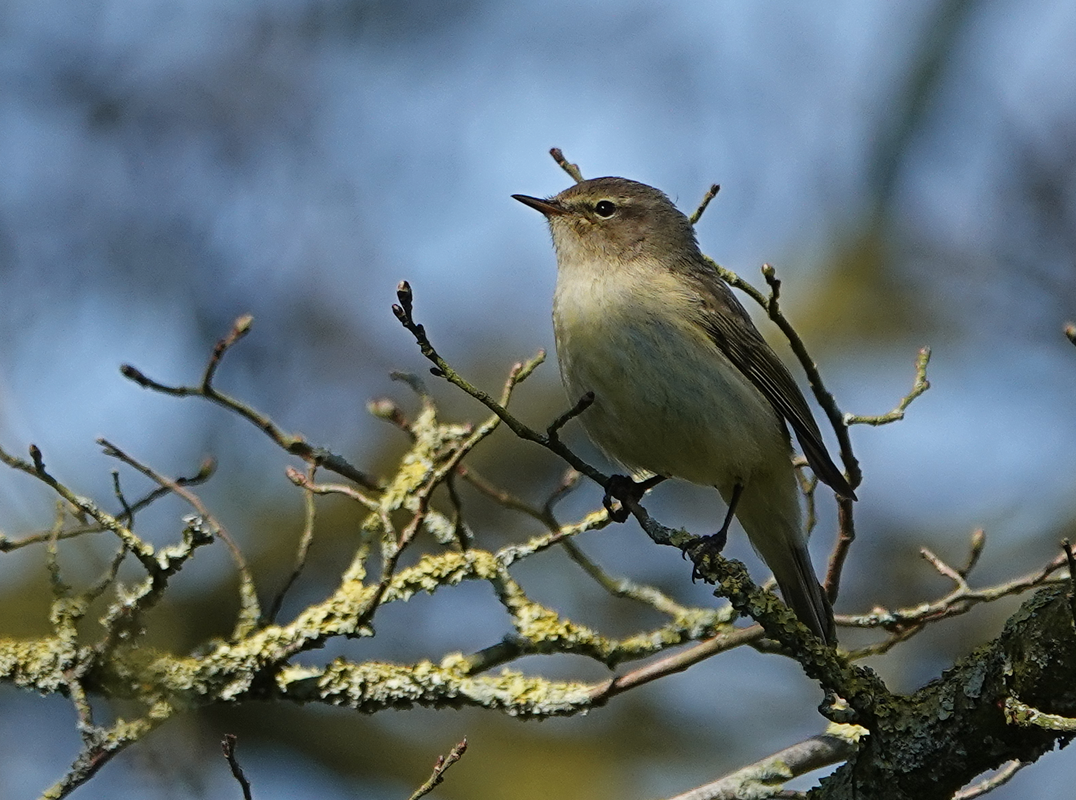 Chiff Chaff