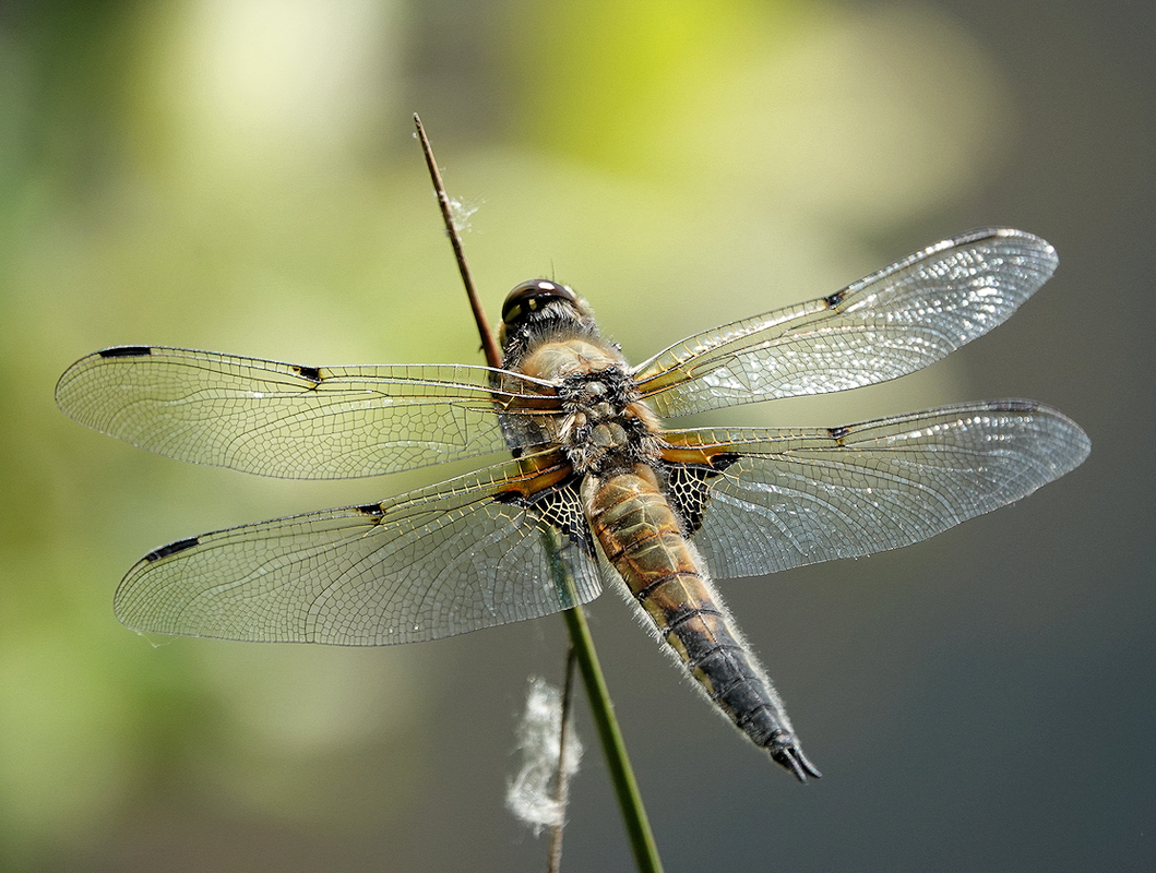 Four spot chaser dragonfly