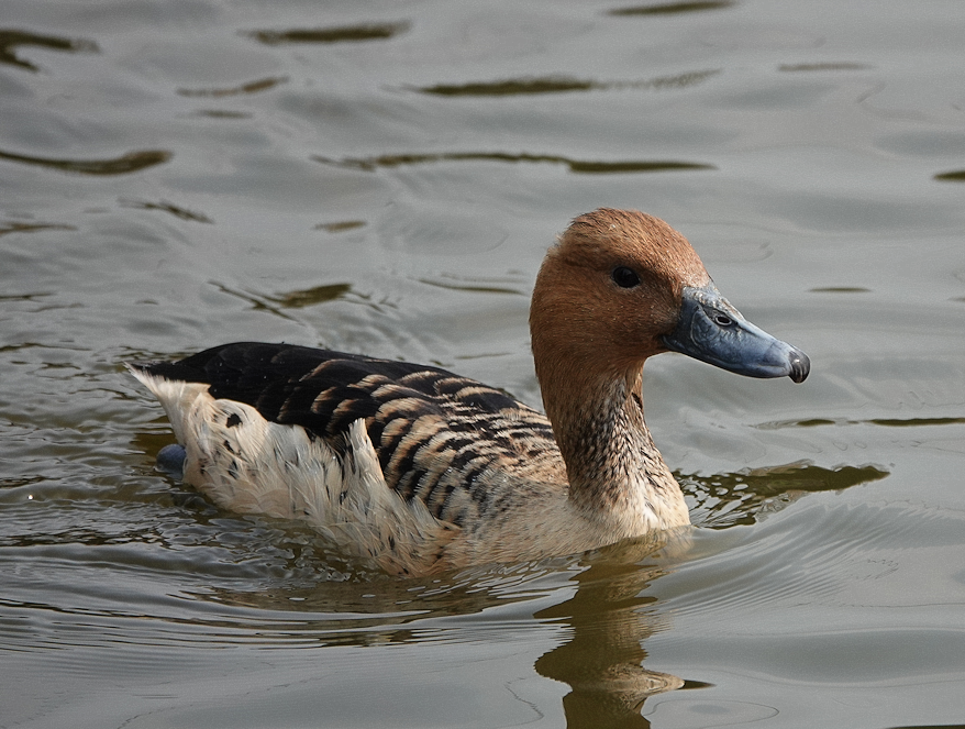 Fulvous whistler