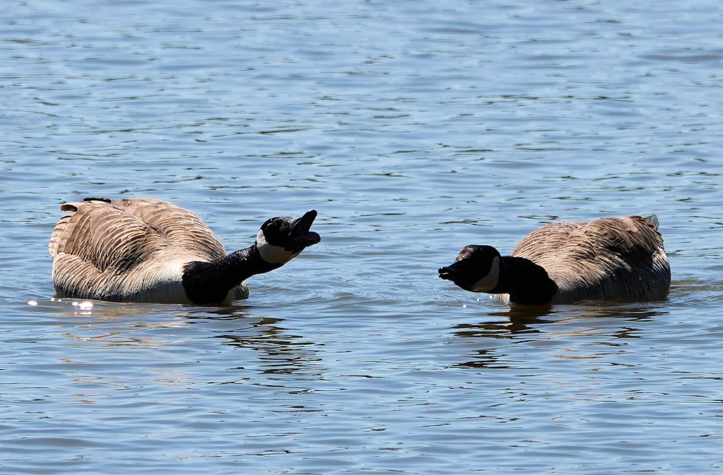 Canada geese