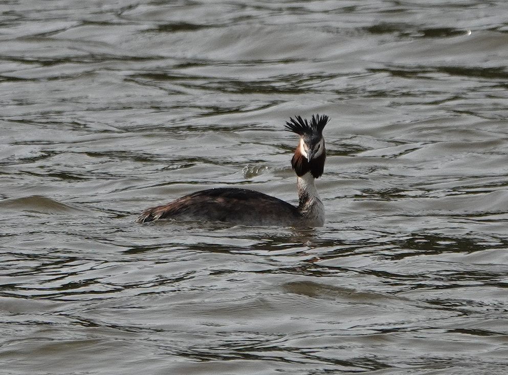 Great crested grebe