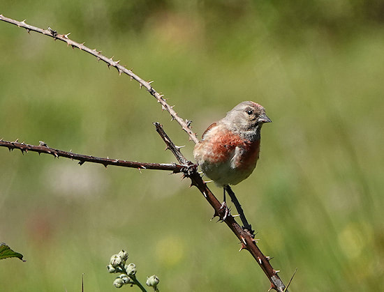 Linnet male