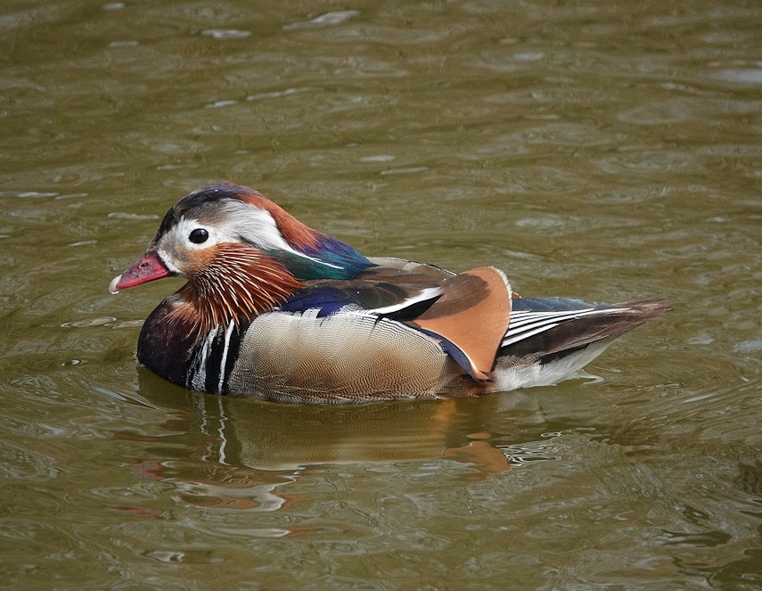 Mandarin