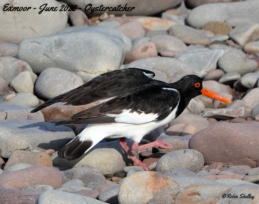 Oystercatcher