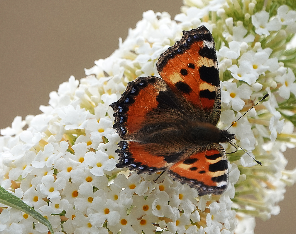 Red Admiral