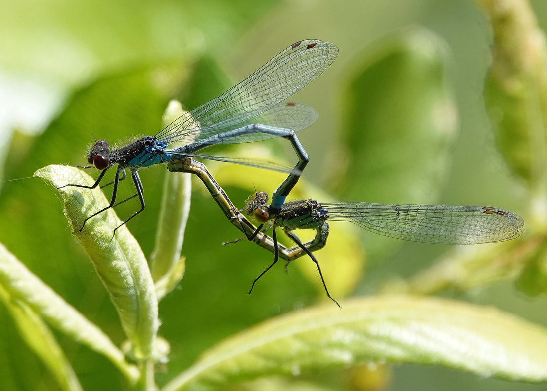 Red eyed damselflies