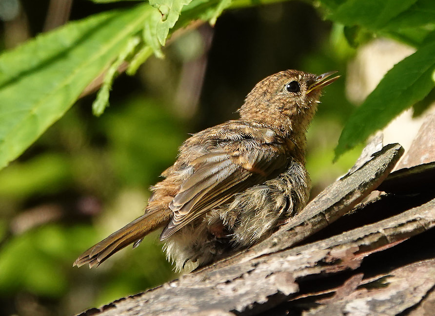 Robin fledgeling