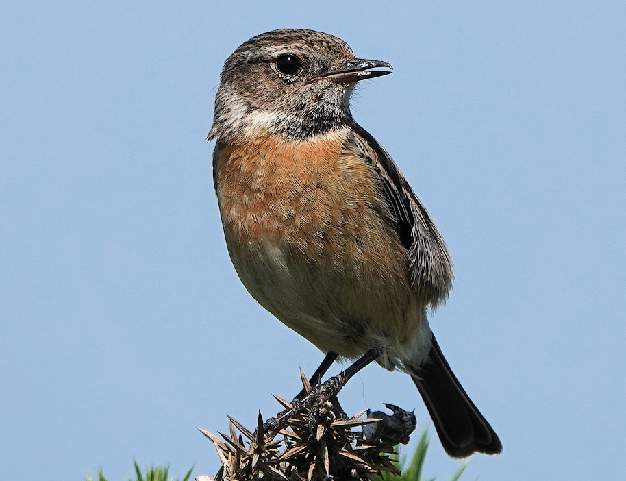 Stonechat female