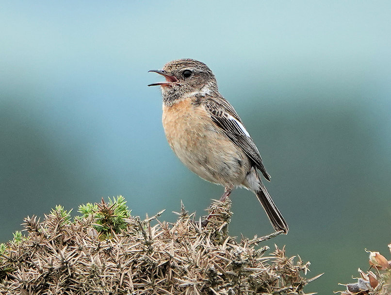 Stonechat juvenile