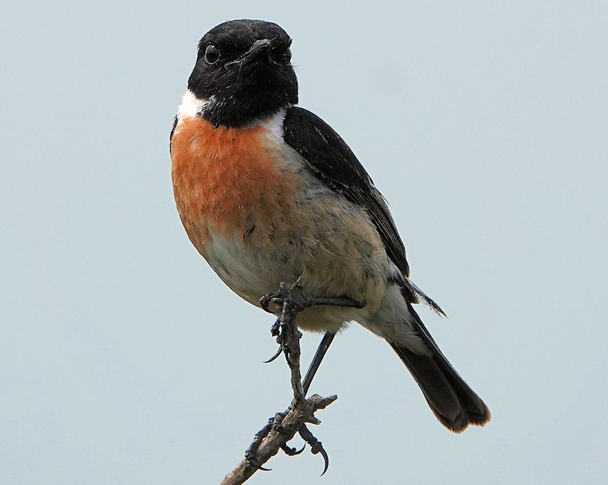 Stonechat male