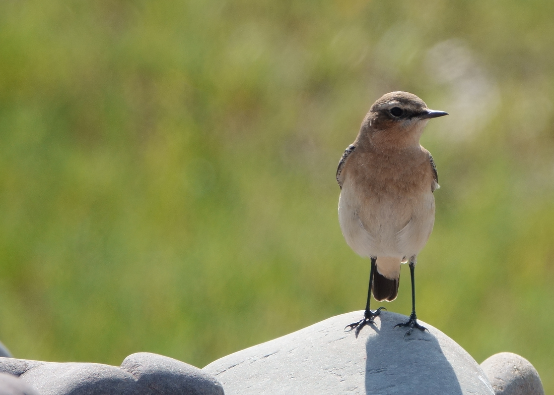 Wheatear