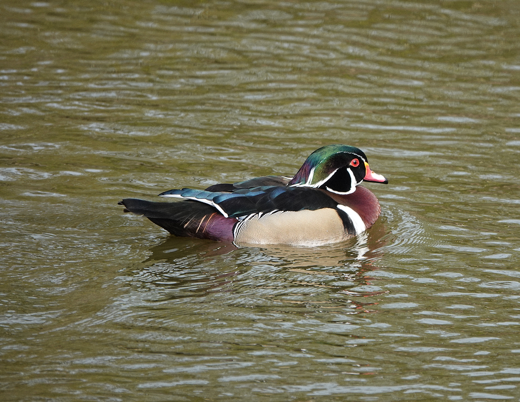 Wood duck